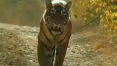 Kaplanların kapışması