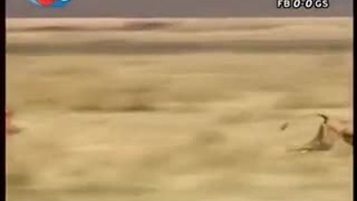 BBC Büyük Kedilerin Günlüğü 10.Bölüm 1/2