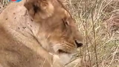 BBC Büyük Kedilerin Günlüğü 11.Bölüm 1/2 