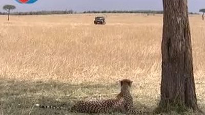 BBC Büyük Kedilerin Günlüğü 11.Bölüm 2/2 