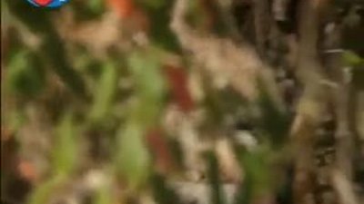 BBC Büyük Kedilerin Günlüğü 12.Bölüm 1/2