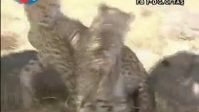 BBC Büyük Kedilerin Günlüğü 12.Bölüm 2/2