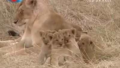 BBC Büyük Kedilerin Günlüğü 13.Bölüm 1/2