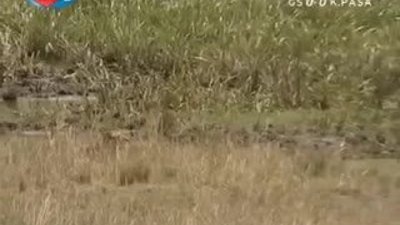 BBC Büyük Kedilerin Günlüğü 13.Bölüm 2/2