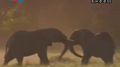 BBC Büyük Kedilerin Günlüğü 14.Bölüm 1/2