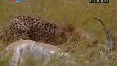 BBC Büyük Kedilerin Günlüğü 14.Bölüm 2/2