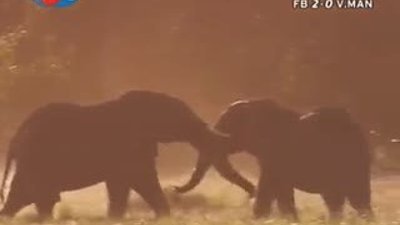 BBC Büyük Kedilerin Günlüğü 15.Bölüm 1/2