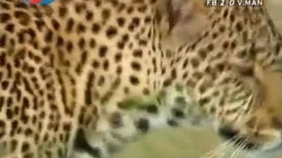 BBC Büyük Kedilerin Günlüğü 15.Bölüm 2/2