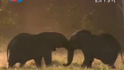 BBC Büyük Kedilerin Günlüğü 16.Bölüm 1/2