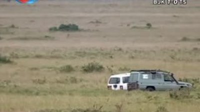 BBC Büyük Kedilerin Günlüğü 16.Bölüm 2/2