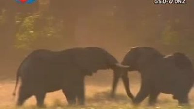 BBC Büyük Kedilerin Günlüğü 17.Bölüm 1/2