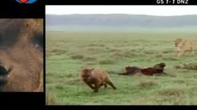 BBC Büyük Kedilerin Günlüğü 17.Bölüm 2/2