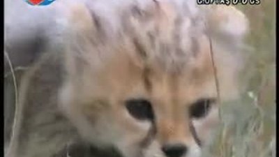 BBC Büyük Kedilerin Günlüğü - 4.Bölüm 1/2