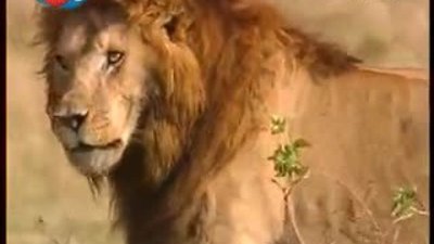 BBC Büyük Kedilerin Günlüğü - 5.Bölüm 1/2