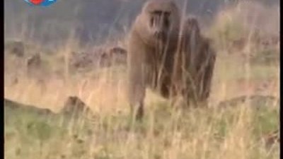 BBC Büyük Kedilerin Günlüğü - 6.Bölüm 1/2