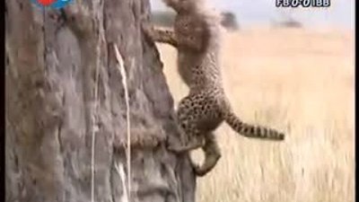 BBC Büyük Kedilerin Günlüğü 7.Bölüm 1/2 