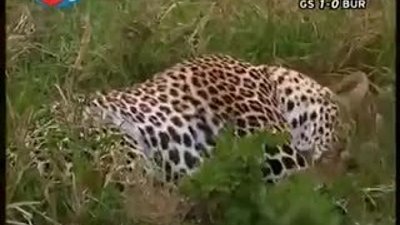 BBC Büyük Kedilerin Günlüğü 8.Bölüm 2/2