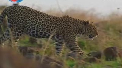 BBC Büyük Kedilerin Günlüğü Leopar -24-11.05.08 - 1/3 