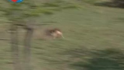 BBC Büyük Kedilerin Günlüğü Leopar 24-11.05.08 - 2/3