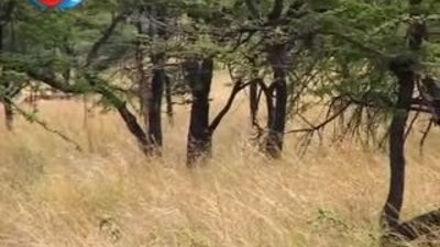 BBC Büyük Kedilerin Günlüğü Leopar 3/3 Gölge