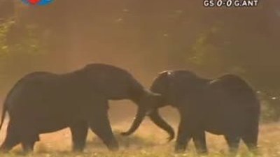 BBC Büyük Kedilerin Günlüğü - 18. Bölüm 1/2 