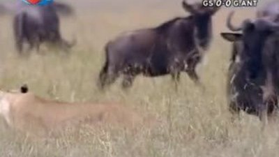 BBC Büyük Kedilerin Günlüğü - 18. Bölüm 2/2 