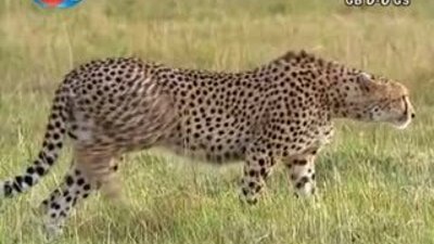 BBC Büyük Kedilerin Günlüğü - 19. Bölüm 1/2 