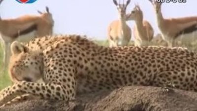 BBC Büyük Kedilerin Günlüğü - 19. Bölüm 2/2 