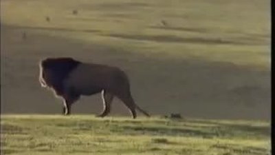 Büyük Aslanların Kapışması