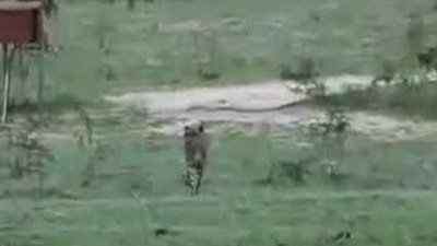 Dişi Aslanın Çita avı