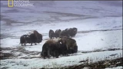 Rusya'da Vahşi Yaşamdan Kesitler