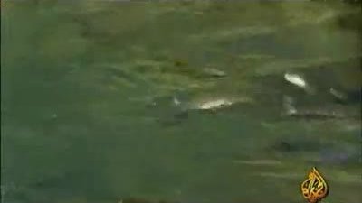 Su Samurları ve Timsah