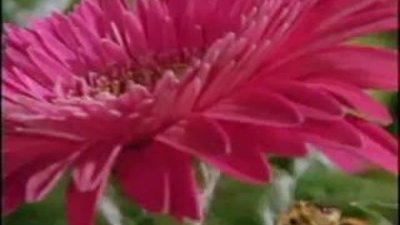 Tarantule ile Yaban Arısı'nın kapışması