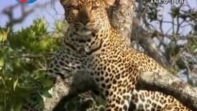 BBC Büyük Kedilerin Günlüğü - 20. Bölüm 1/2