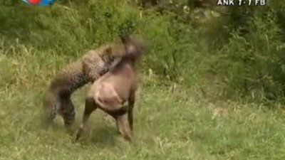 BBC Büyük Kedilerin Günlüğü - 20. Bölüm 2/2