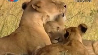 BBC Büyük Kedilerin Günlüğü - 21. Bölüm 2/2