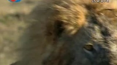 BBC Büyük Kedilerin Günlüğü - 22. Bölüm 1/2