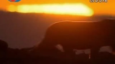 BBC Büyük Kedilerin Günlüğü - 22. Bölüm 2/2