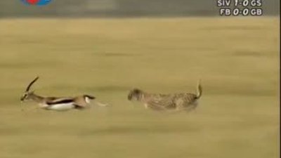 BBC Büyük Kedilerin Günlüğü - 23. Bölüm 1/2