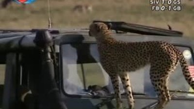 BBC Büyük Kedilerin Günlüğü - 23. Bölüm 2/2