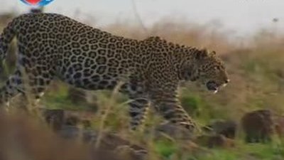 BBC Büyük Kedilerin Günlüğü - 24. Bölüm 1/2