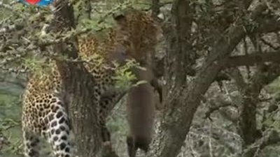 BBC Büyük Kedilerin Günlüğü - 24. Bölüm 2/2