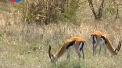 BBC Büyük Kedilerin Günlüğü - 25. Bölüm 1/2