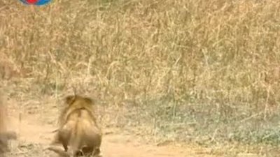 BBC Büyük Kedilerin Günlüğü - 26. Bölüm 1/2