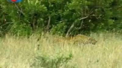 BBC Büyük Kedilerin Günlüğü - 26. Bölüm 2/2