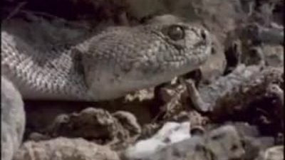 Fare avlayan Çıngıraklı Yılan'ın Kuyruklu Şahin'e av olması