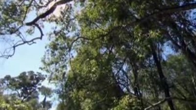 Yakalı İguana ve yılan