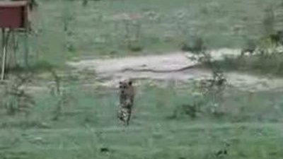 Aslan - Çita'yı böyle boğdu