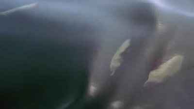 Canavar Köpekbalığı ( Büyük Beyaz) ile Fokların amansız Mücadelesi