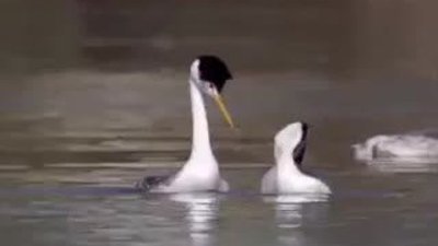 Ramiz Dayı'nın sesinden Dalgıç Kuşları